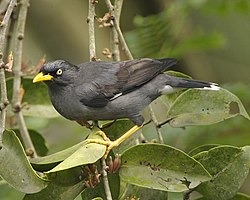 Detail Burung Hitam Paruh Kuning Nomer 5