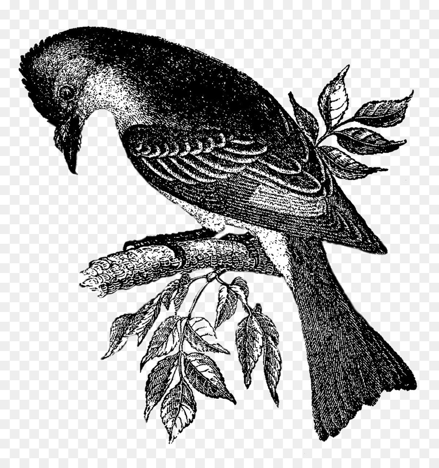 Detail Burung Hitam Png Nomer 40