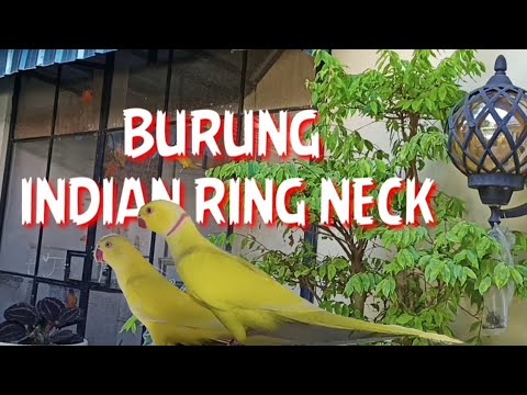 Detail Burung Indian Ringneck Nomer 19