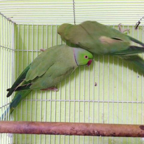 Detail Burung Indian Ringneck Nomer 8