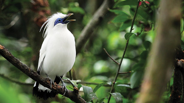 Burung Jalak Bali Hitam - KibrisPDR