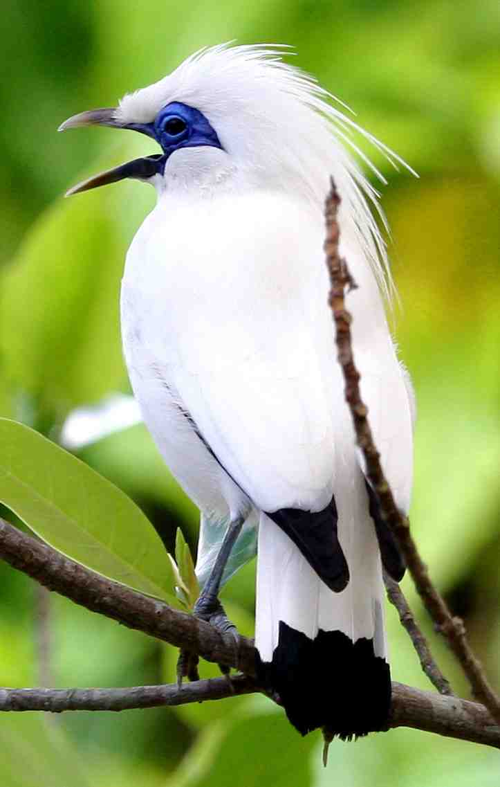 Detail Burung Jalak Bali Hitam Nomer 2