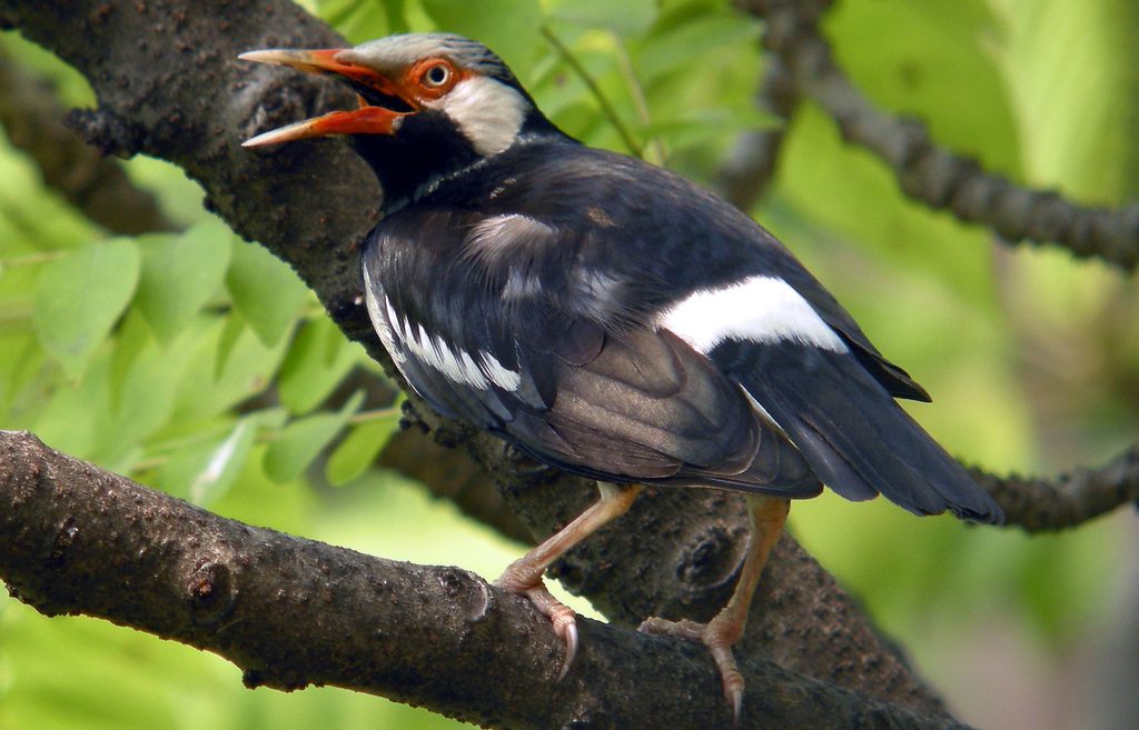 Detail Burung Jalak Bali Hitam Nomer 15