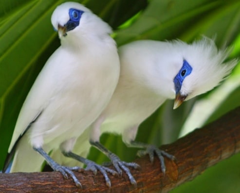 Detail Burung Jalak Bali Hitam Nomer 24