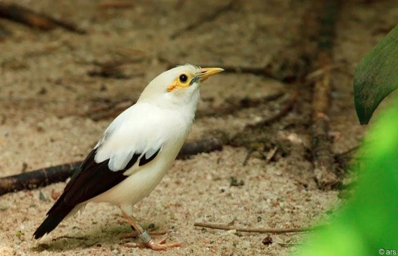 Detail Burung Jalak Bali Hitam Nomer 26