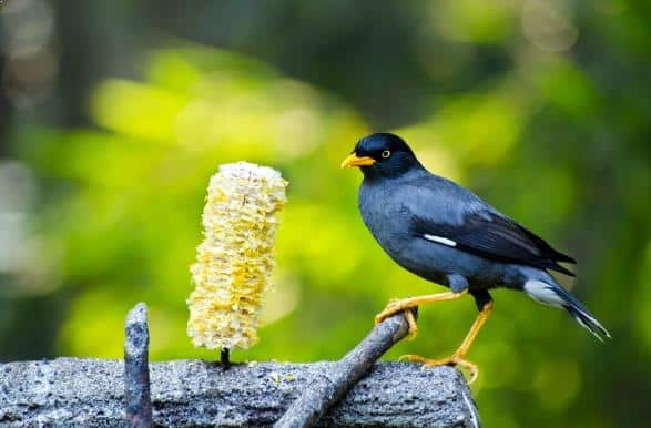 Detail Burung Jalak Bali Hitam Nomer 4