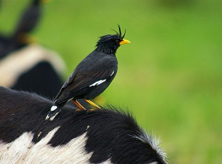 Detail Burung Jalak Bali Hitam Nomer 32