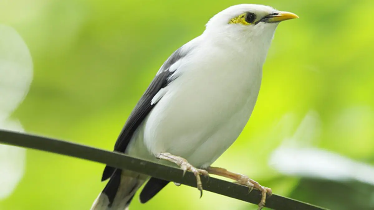 Detail Burung Jalak Bali Hitam Nomer 34