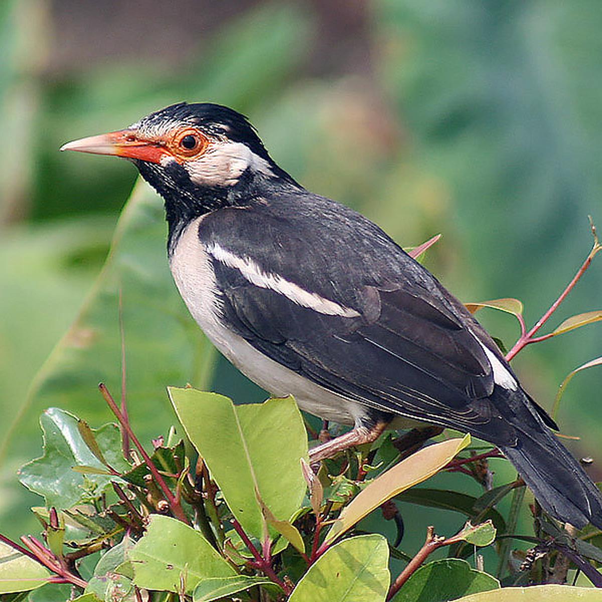 Detail Burung Jalak Bali Hitam Nomer 38