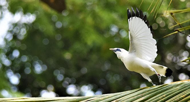 Detail Burung Jalak Bali Hitam Nomer 49