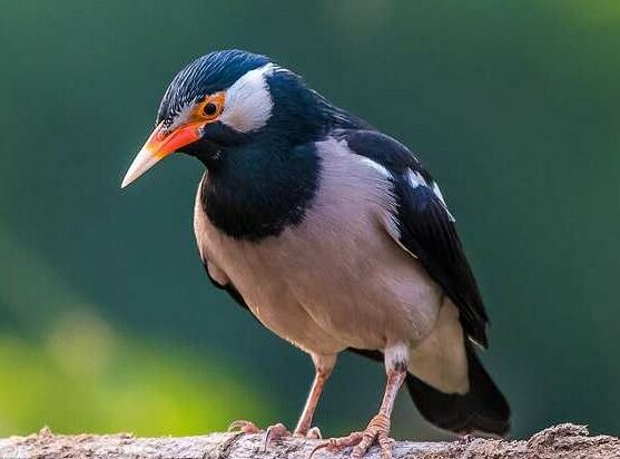 Detail Burung Jalak Bali Hitam Nomer 8