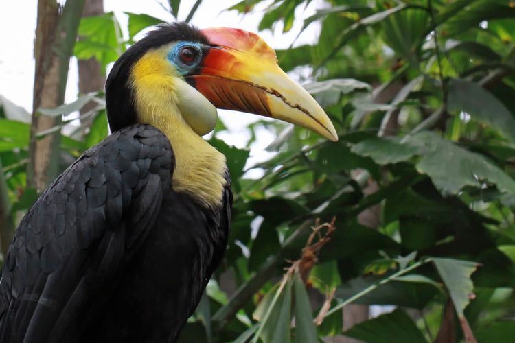 Detail Burung Jambul Hitam Nomer 2