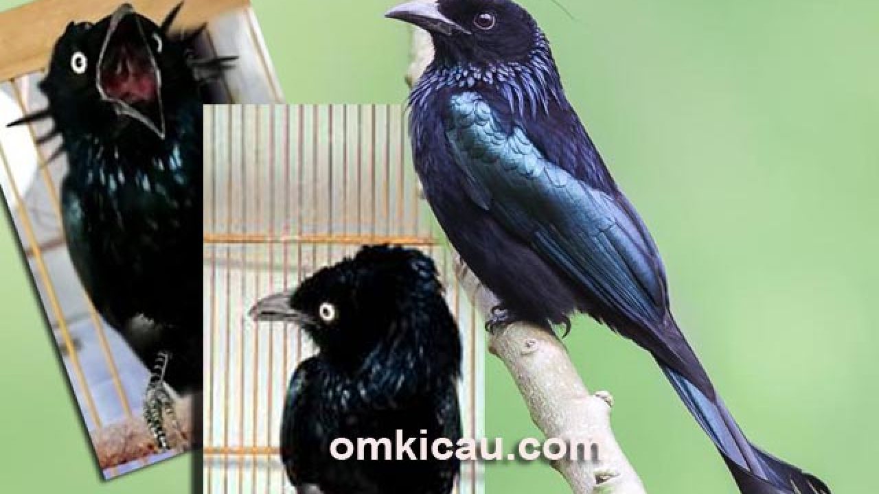 Detail Burung Jambul Hitam Nomer 20