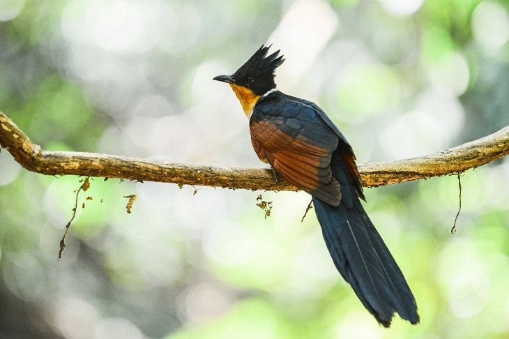 Detail Burung Jambul Hitam Nomer 3