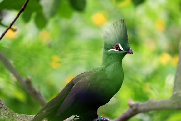 Detail Burung Jambul Hitam Nomer 32