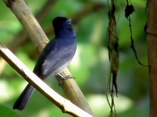 Detail Burung Jambul Hitam Nomer 38