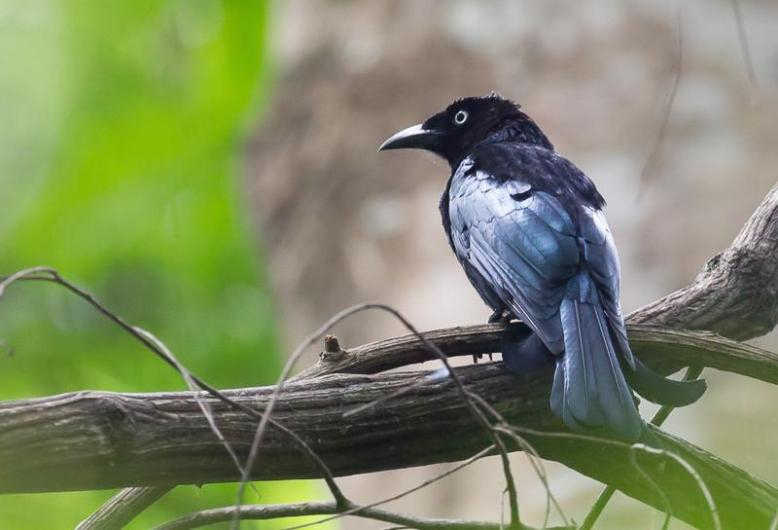 Detail Burung Jambul Hitam Nomer 42