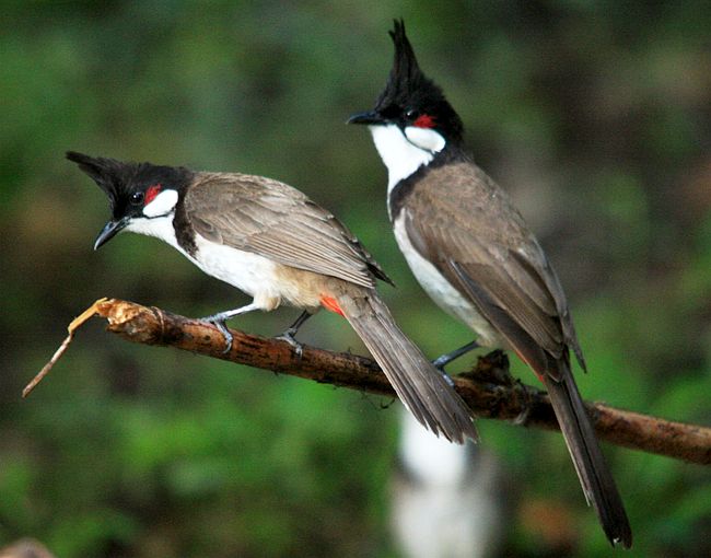 Detail Burung Jambul Hitam Nomer 44