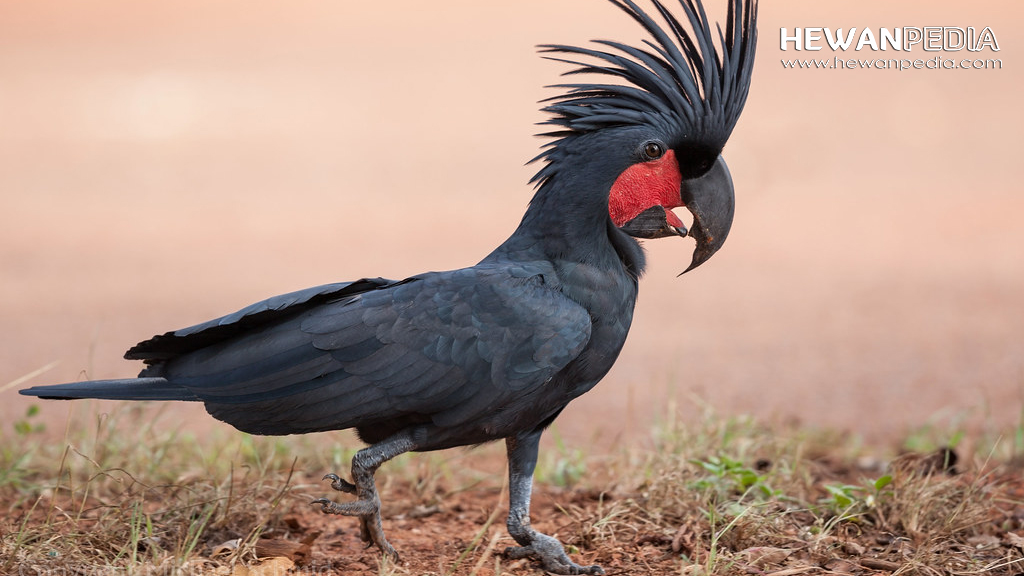 Burung Kakak Tua Hitam - KibrisPDR