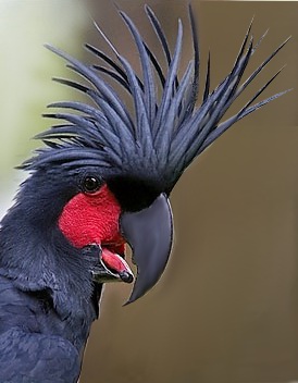 Detail Burung Kakak Tua Hitam Nomer 2