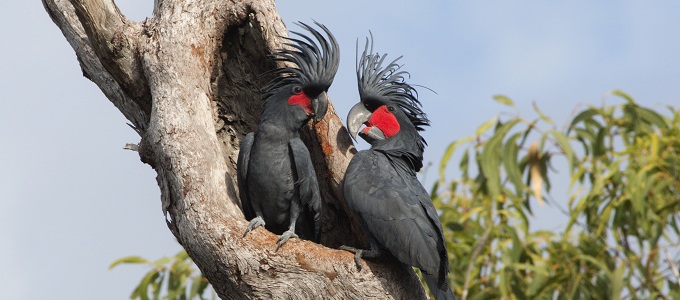 Detail Burung Kakak Tua Hitam Nomer 15