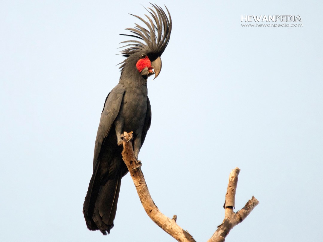 Detail Burung Kakak Tua Hitam Nomer 16