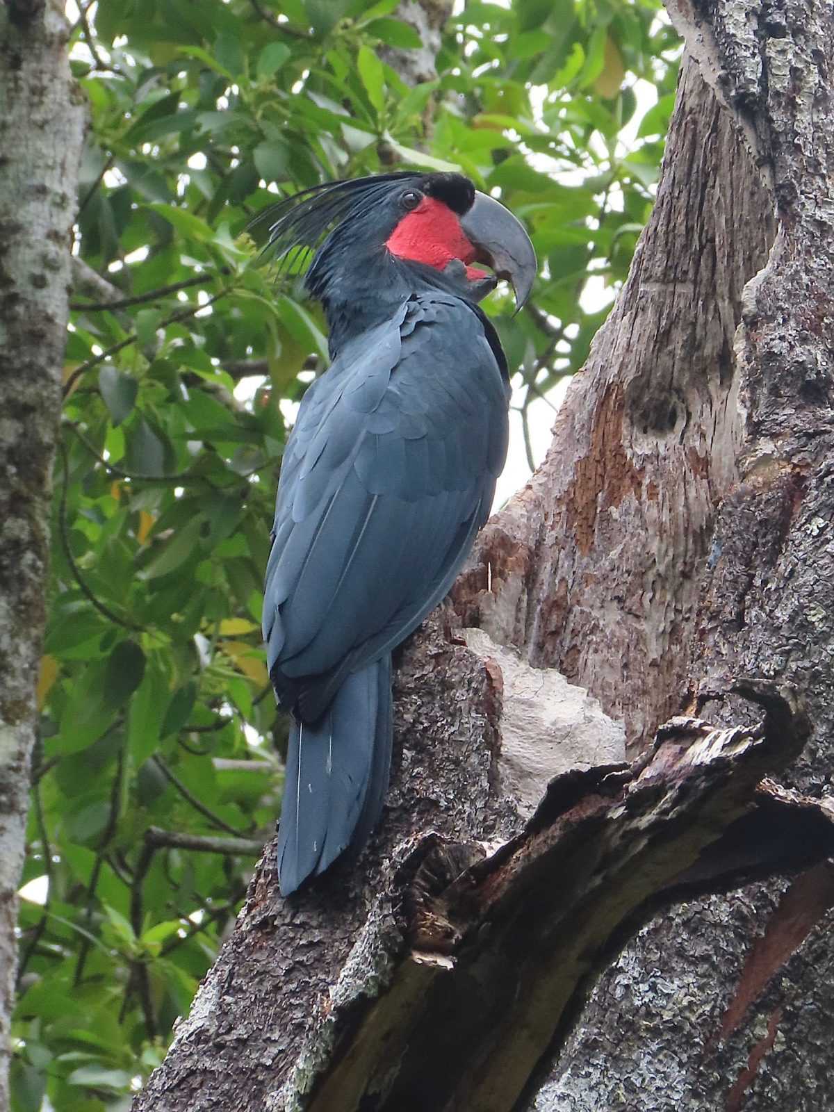 Detail Burung Kakak Tua Hitam Nomer 26