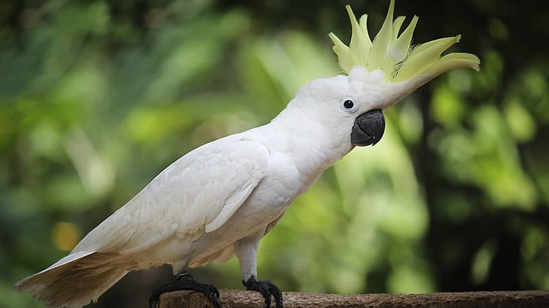 Detail Burung Kakak Tua Hitam Nomer 32