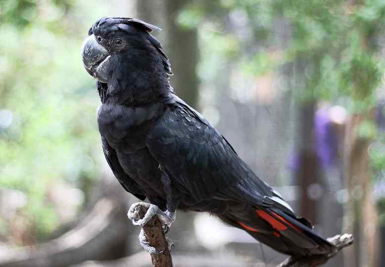 Detail Burung Kakak Tua Hitam Nomer 33