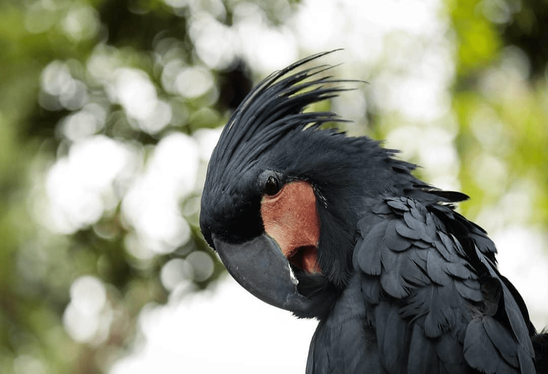 Detail Burung Kakak Tua Hitam Nomer 36