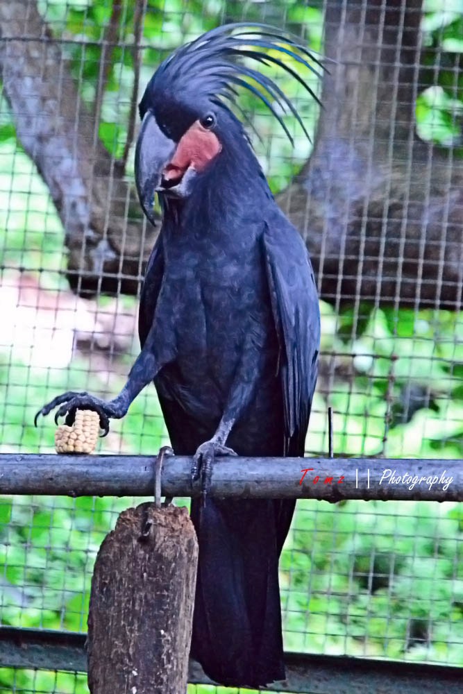 Detail Burung Kakak Tua Hitam Nomer 7