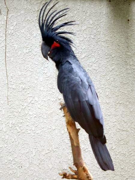 Detail Burung Kakak Tua Hitam Nomer 10