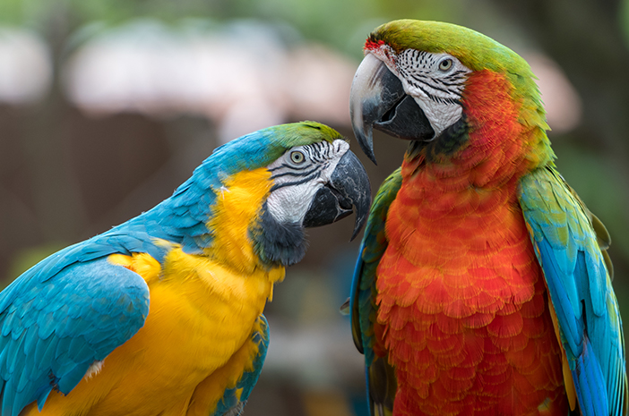 Detail Burung Kakak Tua Merah Nomer 20