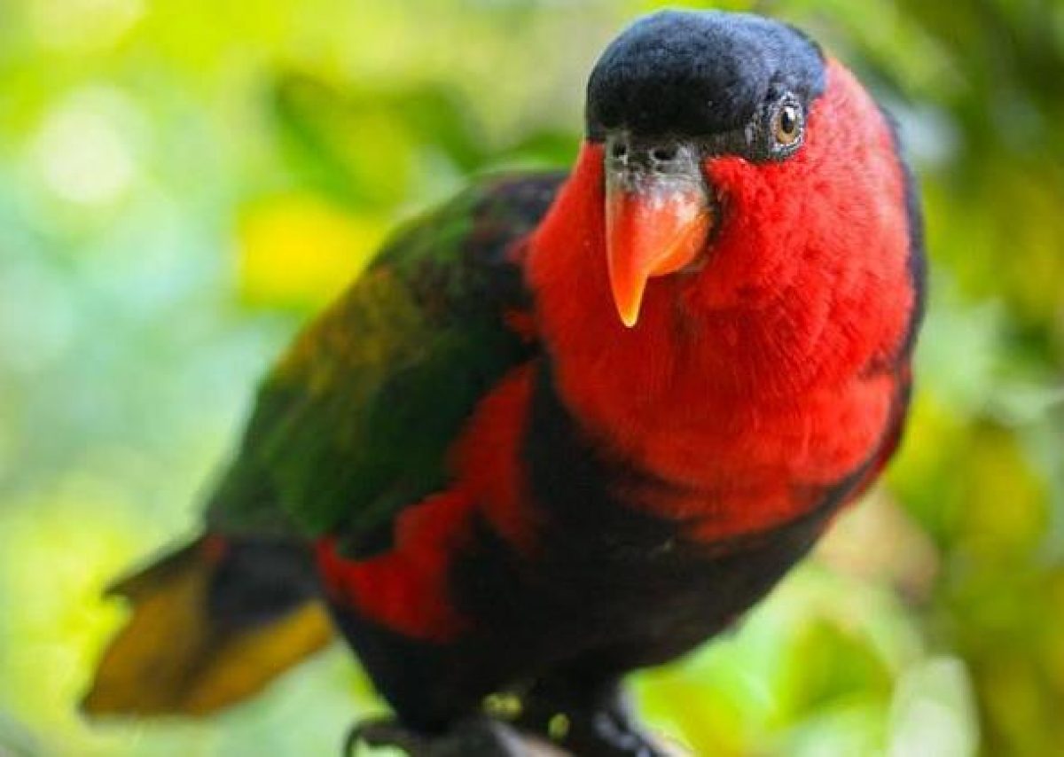 Detail Burung Kakak Tua Merah Nomer 21