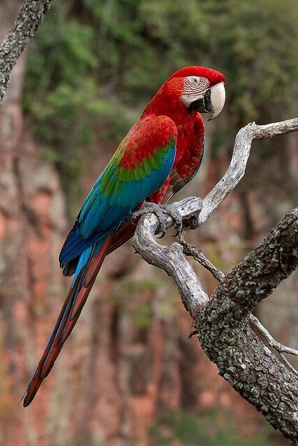 Detail Burung Kakak Tua Merah Nomer 25