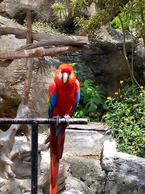 Detail Burung Kakak Tua Merah Nomer 31