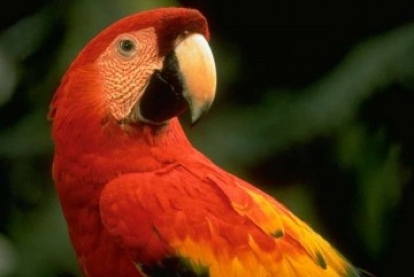 Detail Burung Kakak Tua Merah Nomer 34