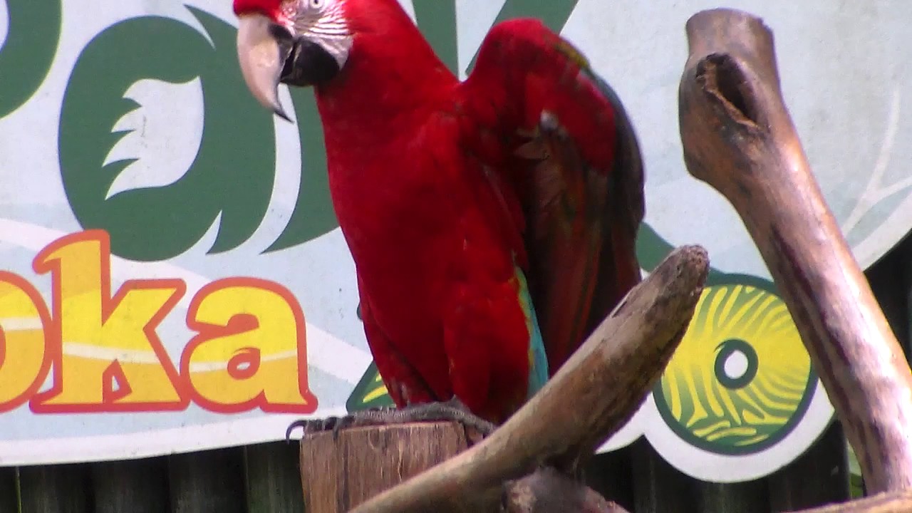 Detail Burung Kakak Tua Merah Nomer 42