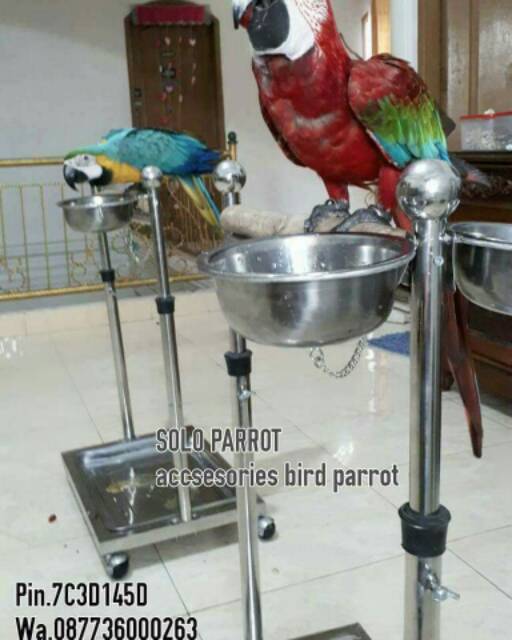 Detail Burung Kakak Tua Merah Nomer 43