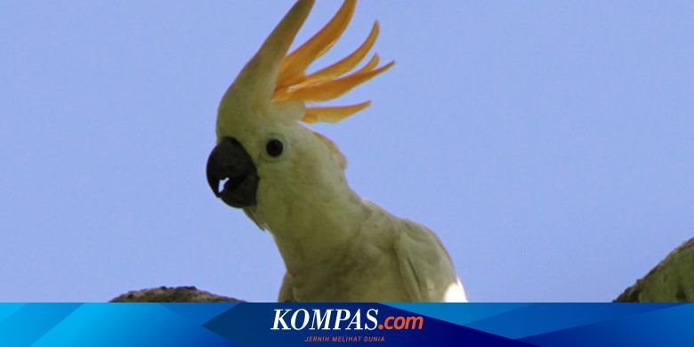 Detail Burung Kakatua Biru Nomer 39