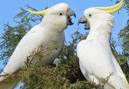 Detail Burung Kakatua Warna Warni Nomer 16