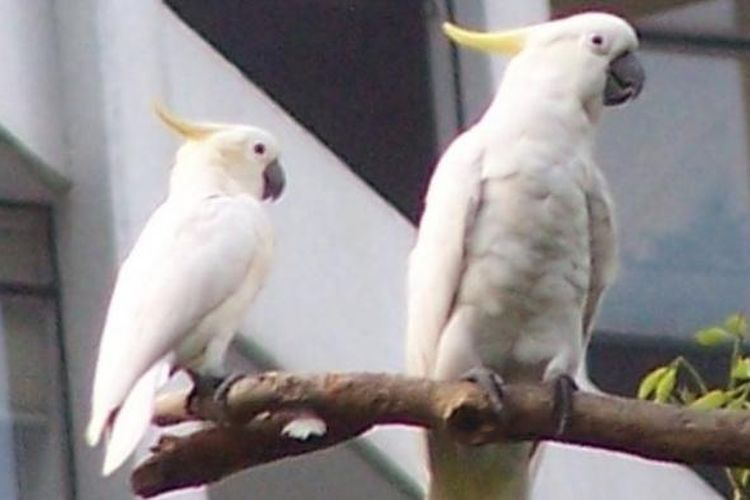 Detail Burung Kakatua Warna Warni Nomer 18