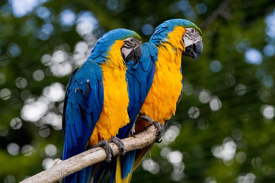 Detail Burung Kakatua Warna Warni Nomer 37