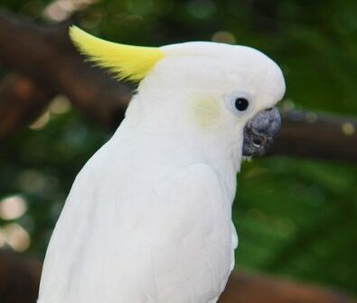 Detail Burung Kakatua Warna Warni Nomer 40