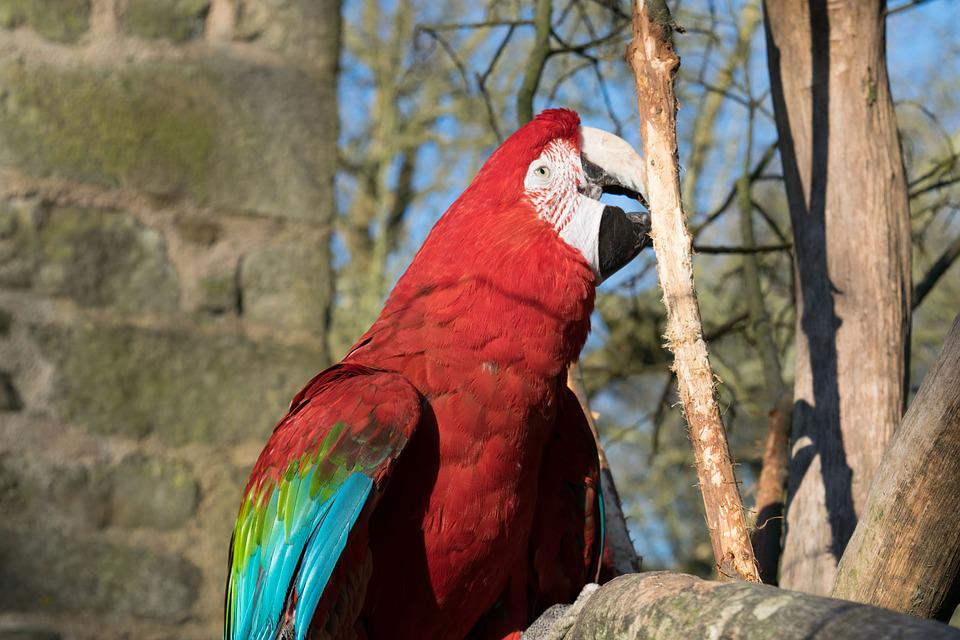 Detail Burung Kakatua Warna Warni Nomer 8