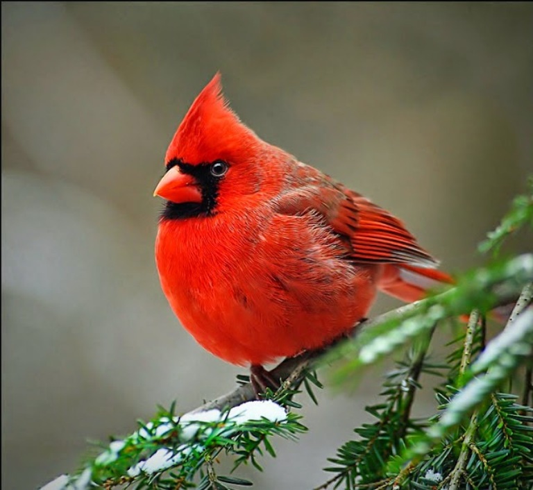 Burung Kardinal Merah - KibrisPDR
