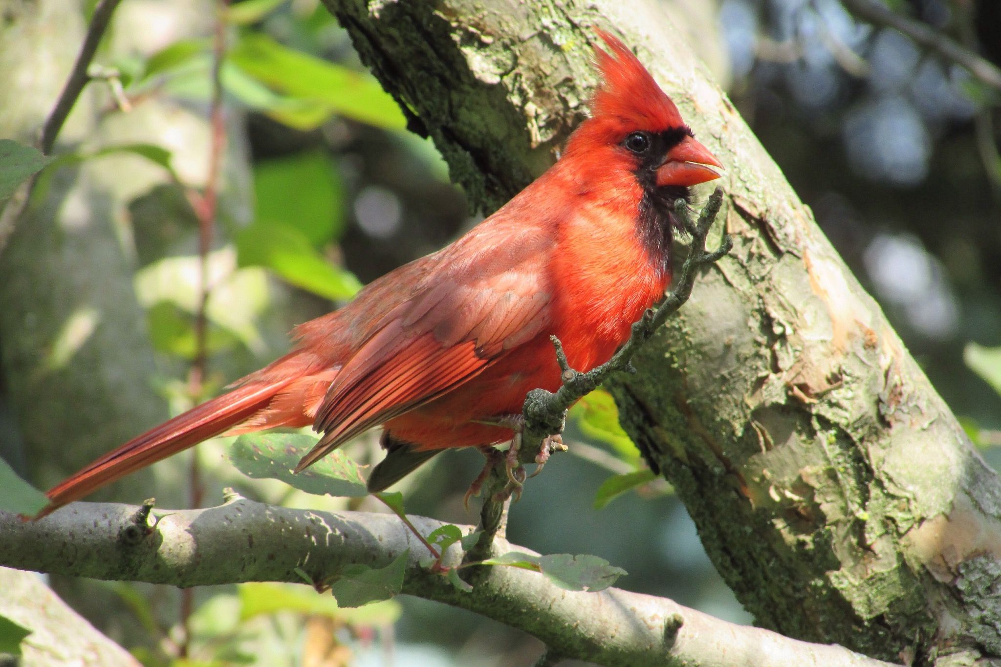 Detail Burung Kardinal Merah Nomer 11