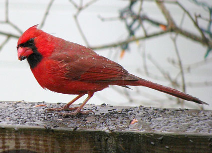 Detail Burung Kardinal Merah Nomer 17