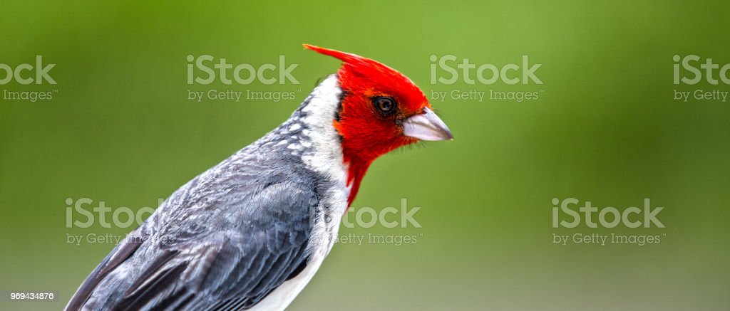 Detail Burung Kardinal Merah Nomer 19