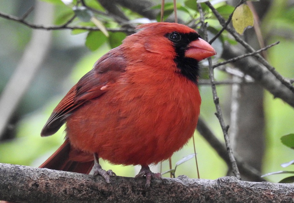 Detail Burung Kardinal Merah Nomer 20